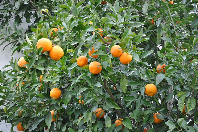 Orange – The Hue of Fall