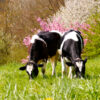 Dairy cows grazing in a pasture beside a tree