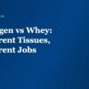 Collagen vs Whey: Different Tissues, Different Jobs - EnergyFirst blog article card